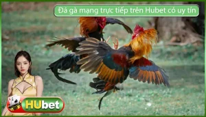 Đá gà mạng trực tiếp trên Hubet có uy tín